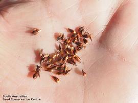   Fruits:   Apodasmia brownii ; Photo by South Australian Seed Conservation Centre, used with permission
